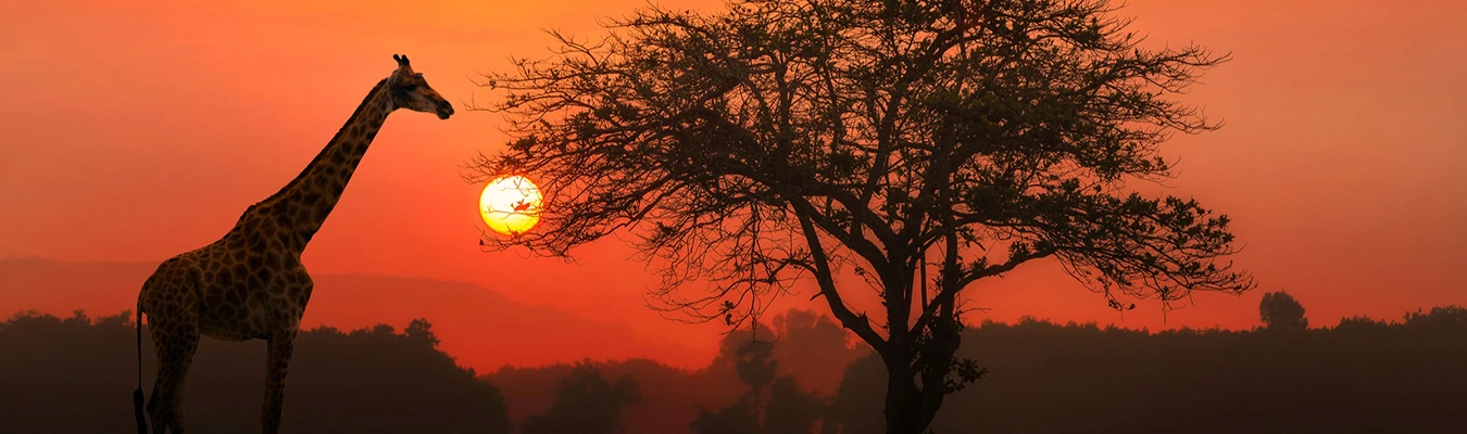 Discover Kenya: Culture, Education, Business, and Easy Money Transfers with TOWB